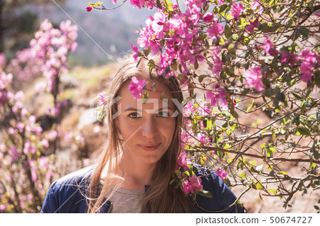 Blooming maralnik rhododendron in Altai mountains 50674727