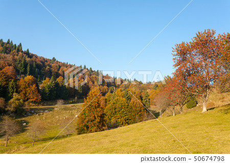 Trees in autumn season background. Autumn Trees in autumn season background. Autumn 50674798