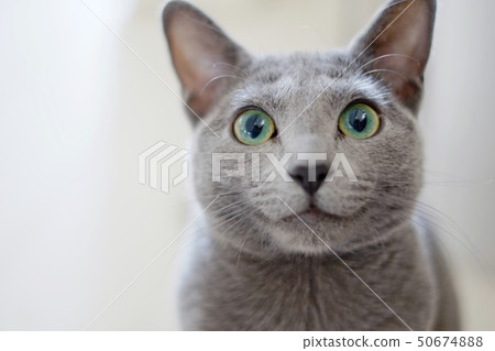 一隻貓盯著你 50674888