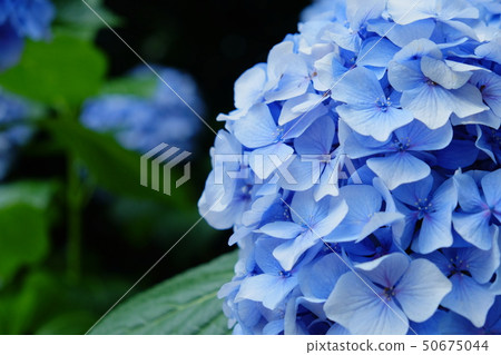 藍色繡球花 50675044