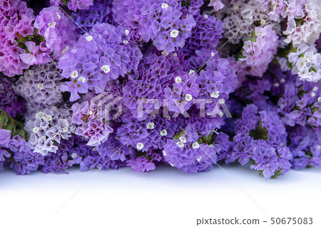 Soft focus image of Marsh Rosemary, Sea Lavender Soft focus image of Marsh Rosemary, Sea Lavender 50675083