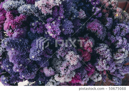 Soft focus image of Marsh Rosemary Soft focus image of Marsh Rosemary 50675088