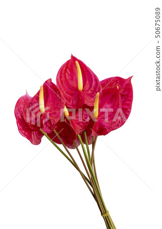 Close up Anthurium flower on white background. Close up Anthurium flower on white background. 50675089