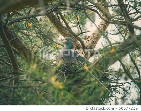 Pigeon on Nestle Pigeon on Nestle 50677219