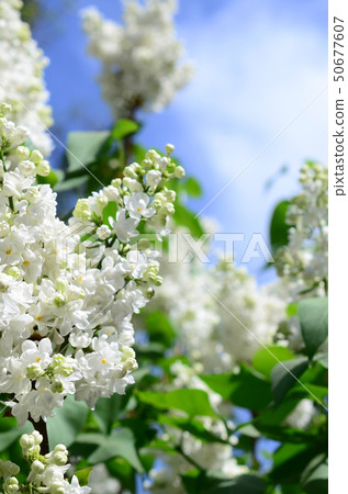 Branches of white lilac and green leaves. Blooming Branches of white lilac and green leaves. Blooming 50677607