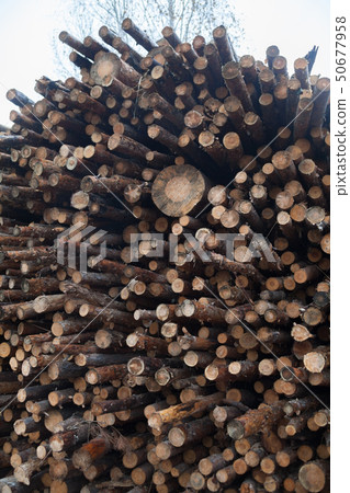 Pile of logs. Woodpile. Pile of logs. Woodpile. 50677958