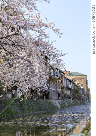 京都/芥川（misogi河）/春天/盛開的櫻花 50678523
