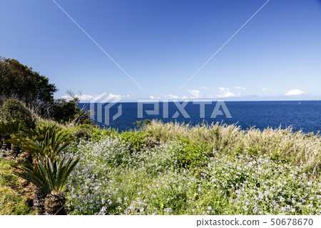 永井（春天） 50678670