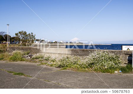 Nagai (spring) 50678763