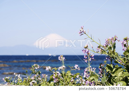Nagai (spring) 50678784