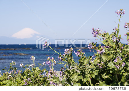 永井（春天） 50678786