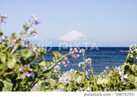 永井(春天) 永井(春天) 50678793