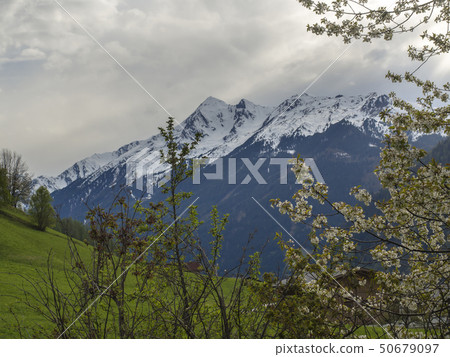 Spring mountain landscape with snow covered alpen mountain peaks and blooming apple tree branches Spring mountain landscape with snow covered alpen mountain peaks and blooming apple tree branches 50679097
