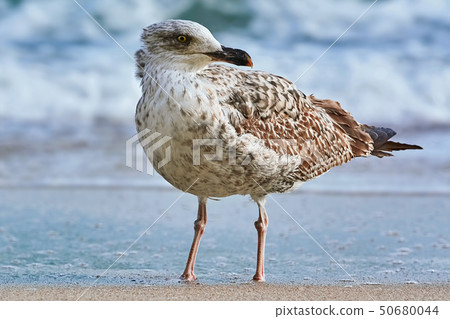 Seagull on the shore 50680044