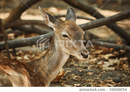 Portrait of a Young Deer 50680054