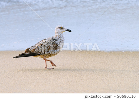 Fledgling of gull Fledgling of gull 50680116