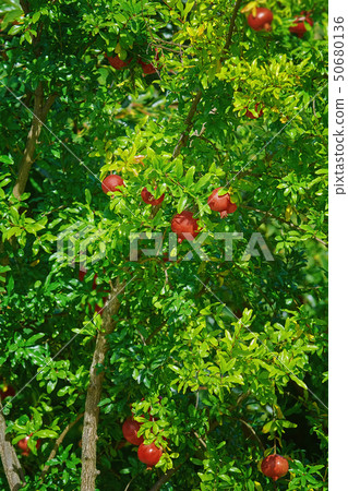 Pomegranate tree or Socotran pomegranate Pomegranate tree or Socotran pomegranate 50680136