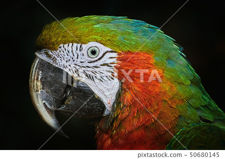 The Macaw Parrot 50680145