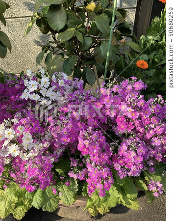 Potted cherry blossoms (Western cherry blossoms) Potted cherry blossoms (Western cherry blossoms) 50680259