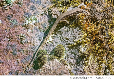 Lizard on the Rock Lizard on the Rock 50680499