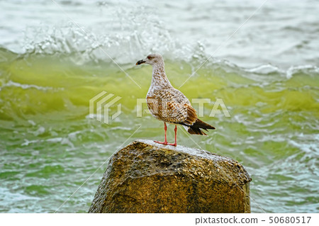 Nestling of seagull on stone 50680517