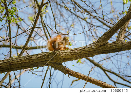 Squirrel on a branch 50680545