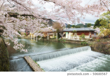Katsura River and Cherry Seen from Arashiyama Nakanoshima Bridge Katsura River and Cherry Seen from Arashiyama Nakanoshima Bridge 50680567