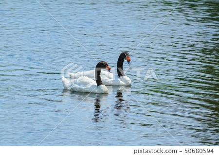 Pair of Black-necked Swans Pair of Black-necked Swans 50680594