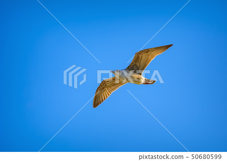 Young seagull in sky Young seagull in sky 50680599