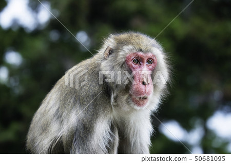 Oita Takasakiyama Monkey 50681095