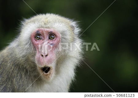 大分高山山猴 大分高山山猴 50681123