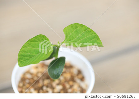 Edamame sprouts young leaves 50681265