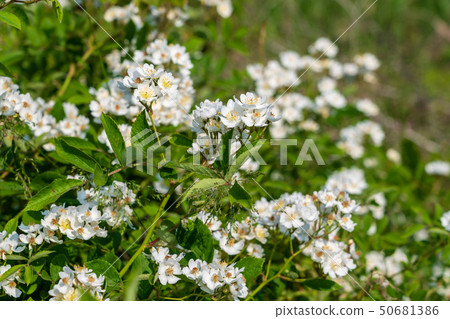 Wild rose spring 50681386