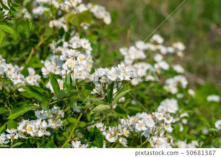 Wild rose spring 50681387
