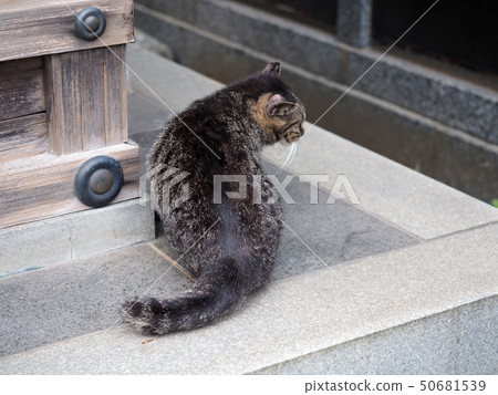 Kawasaki Daishi's Stray Cat 50681539