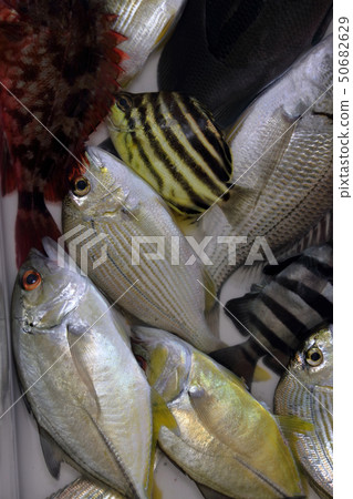 Various fish Various fish 50682629