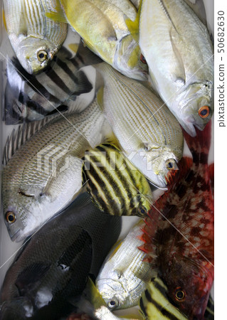 Various fish Various fish 50682630