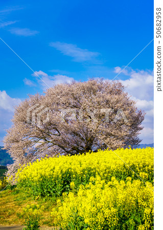巴巴的山櫻花和油菜花[佐賀縣武雄市] 50682958