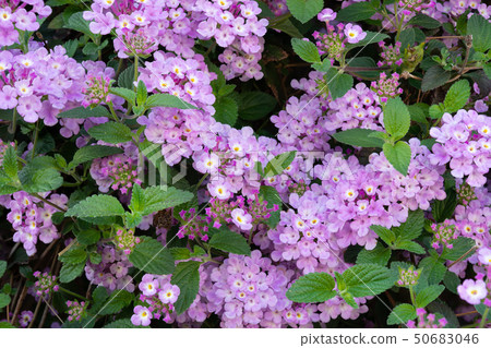 Lantana 17 Lantana 17 50683046