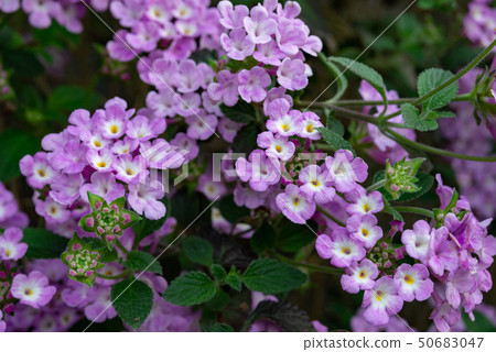 Lantana 9 Lantana 9 50683047