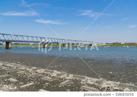 Edogawa riverbed full of shells oyster oysters 50683050