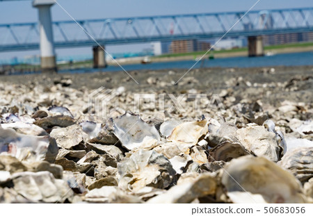 Edogawa riverbed full of shells oyster oysters 50683056