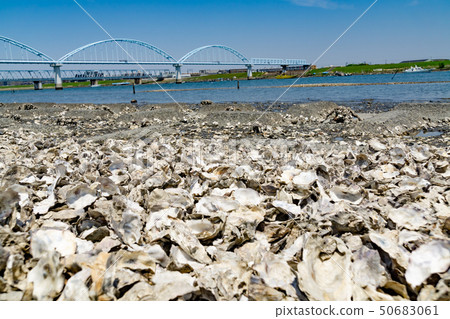 Edogawa riverbed full of shells oyster oysters 50683061