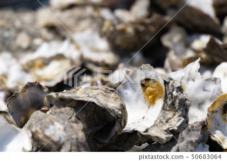 Edogawa riverbed full of shells oyster oysters 50683064
