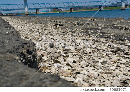 Edogawa riverbed full of shells oyster oysters 50683071