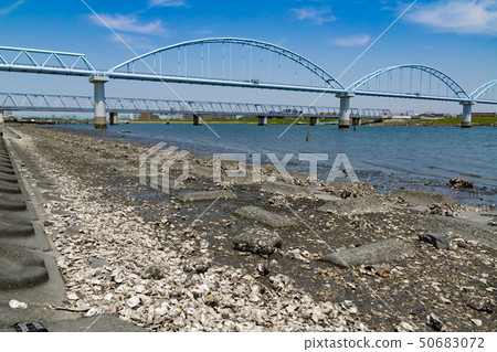 Edogawa riverbed full of shells oyster oysters Edogawa riverbed full of shells oyster oysters 50683072