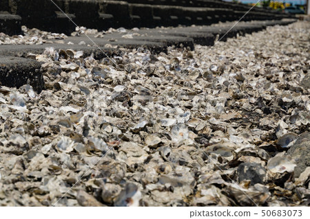 Edogawa riverbed full of shells oyster oysters 50683073