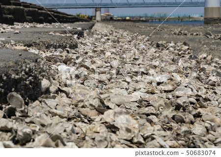 Edogawa riverbed full of shells oyster oysters 50683074