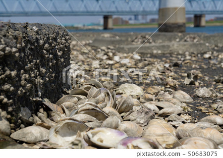 Edogawa riverbed full of shells Honbinos shellfish 50683075