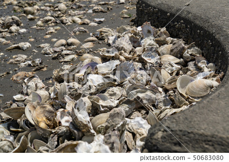 Edogawa riverbed full of shells oyster oysters Edogawa riverbed full of shells oyster oysters 50683080